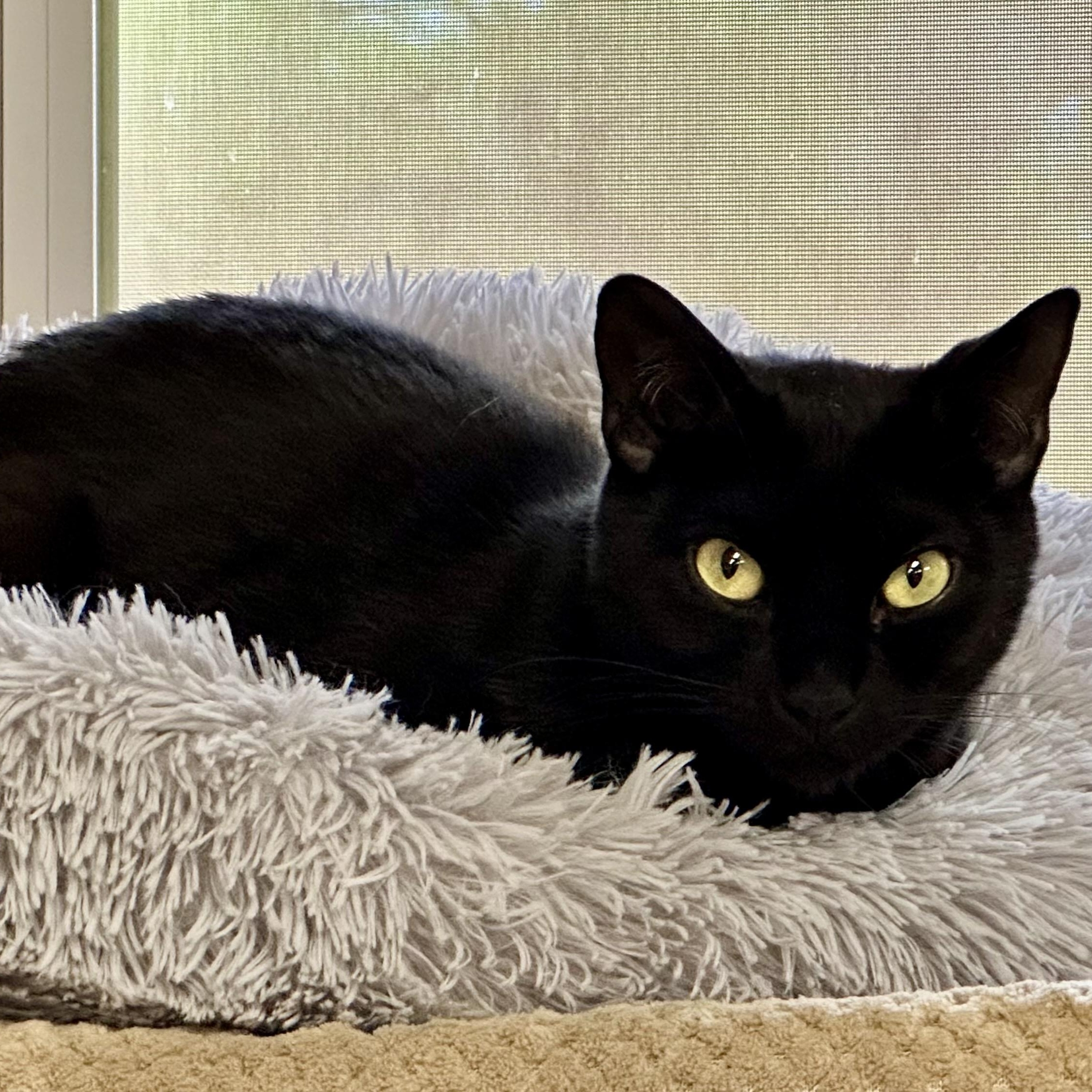 Enlarge Jasper, a Adoptable Domestic Short Hair in Jackson, CA image 1/2
