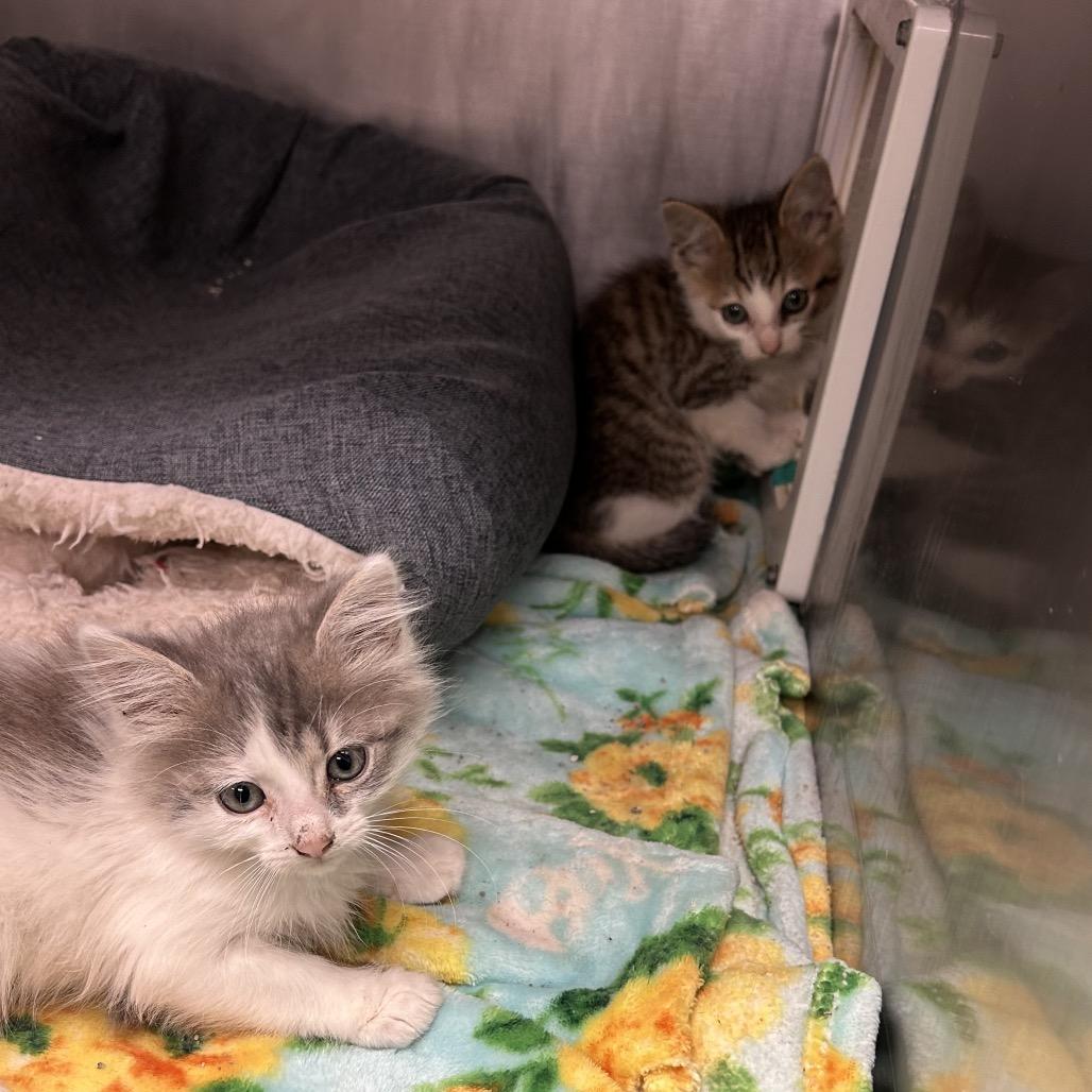 Eira, Adoptable, Kitten Female Domestic Medium Hair.
