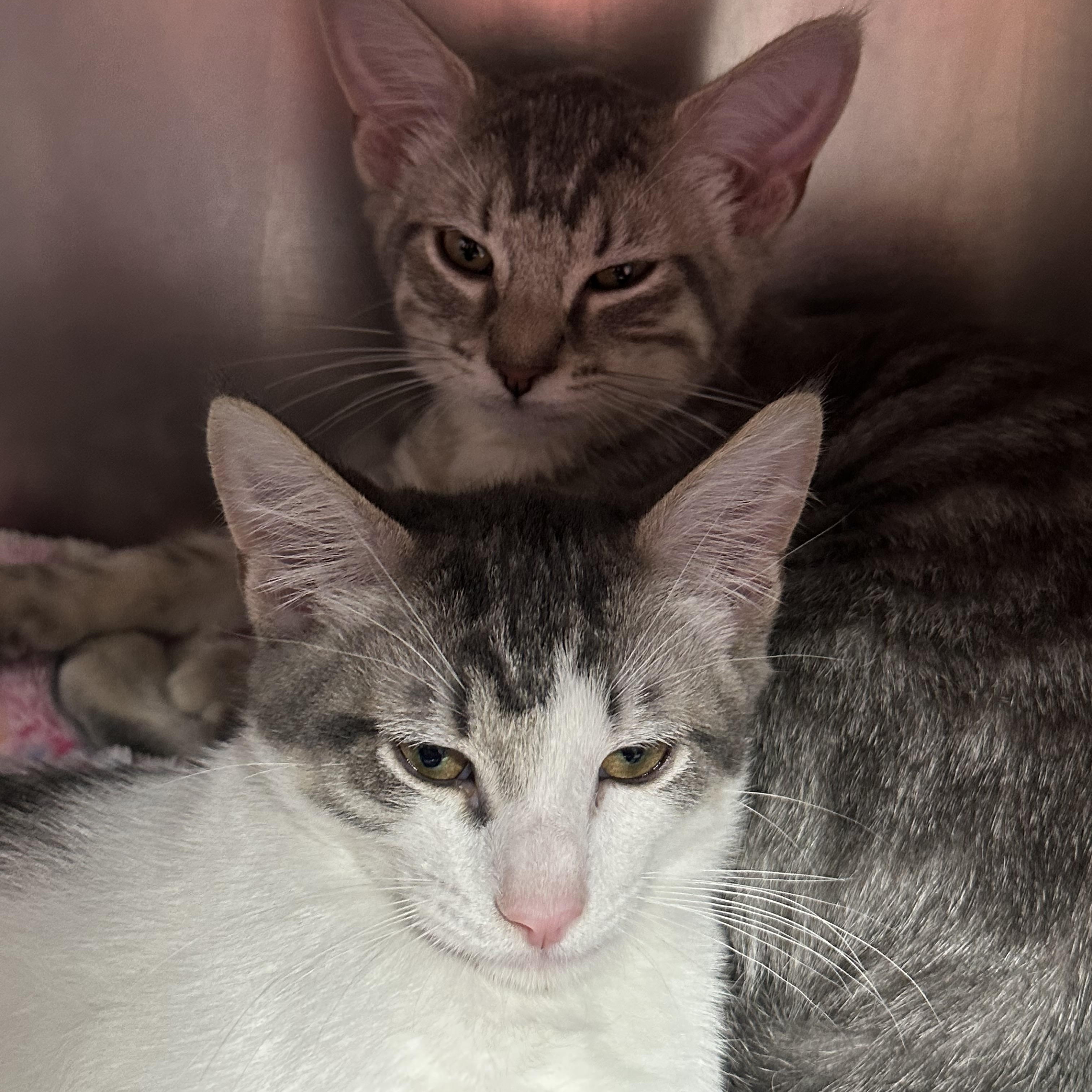 Enlarge Holly & Hugo, an adopted Domestic Short Hair in Clifton, NJ image 3/5