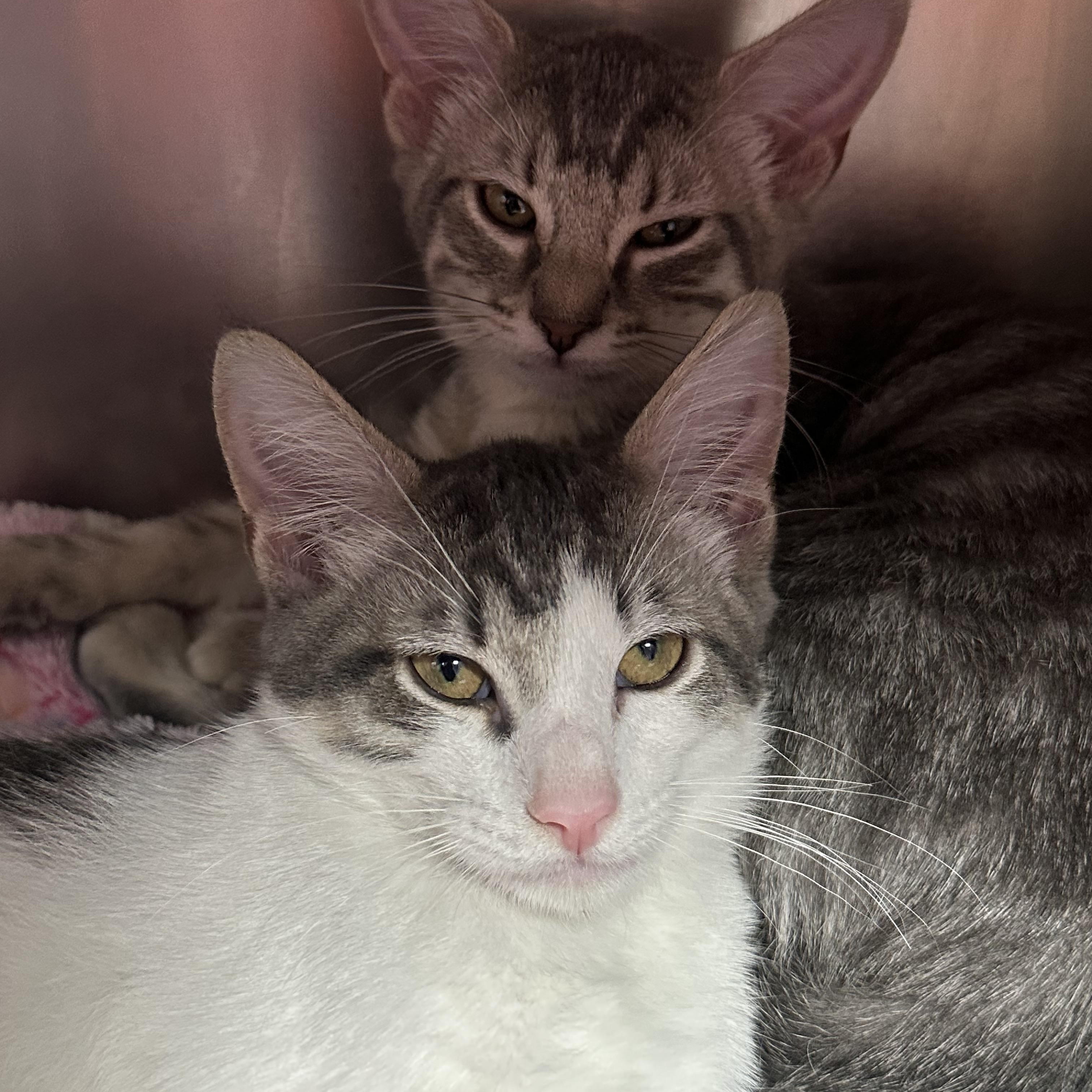 Enlarge Holly & Hugo, an adopted Domestic Short Hair in Clifton, NJ image 2/5