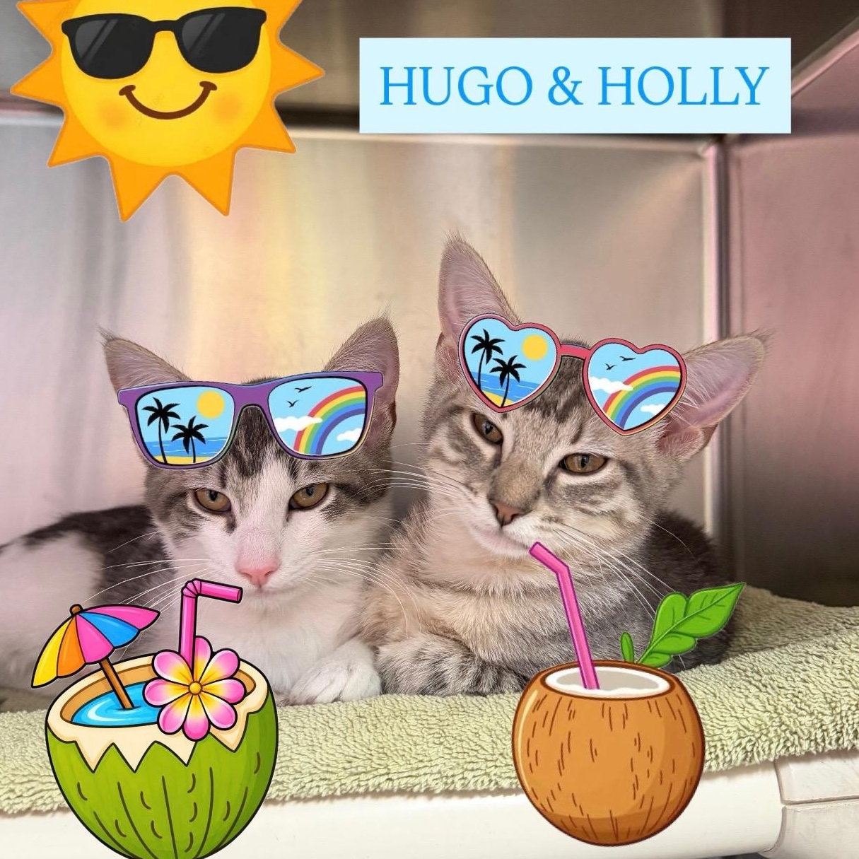Holly & Hugo, adopted, Kitten Male Domestic Short Hair.