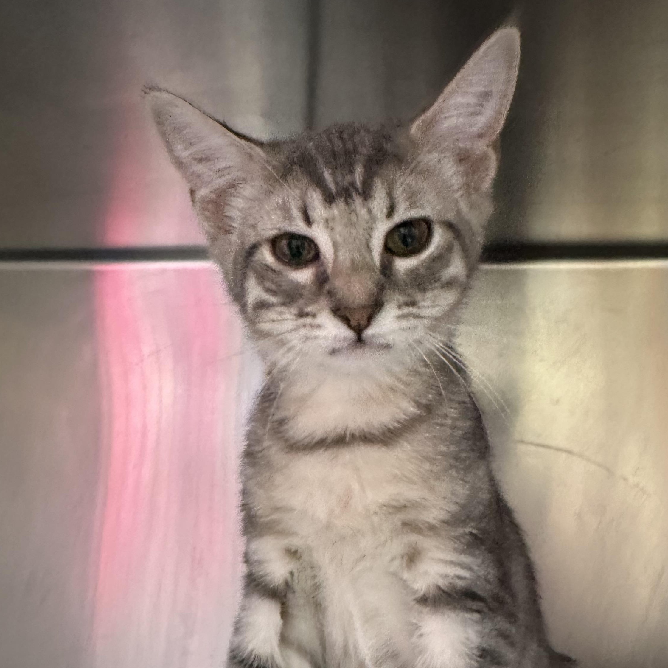 Enlarge Holly & Hugo, an adopted Domestic Short Hair in Clifton, NJ image 5/5