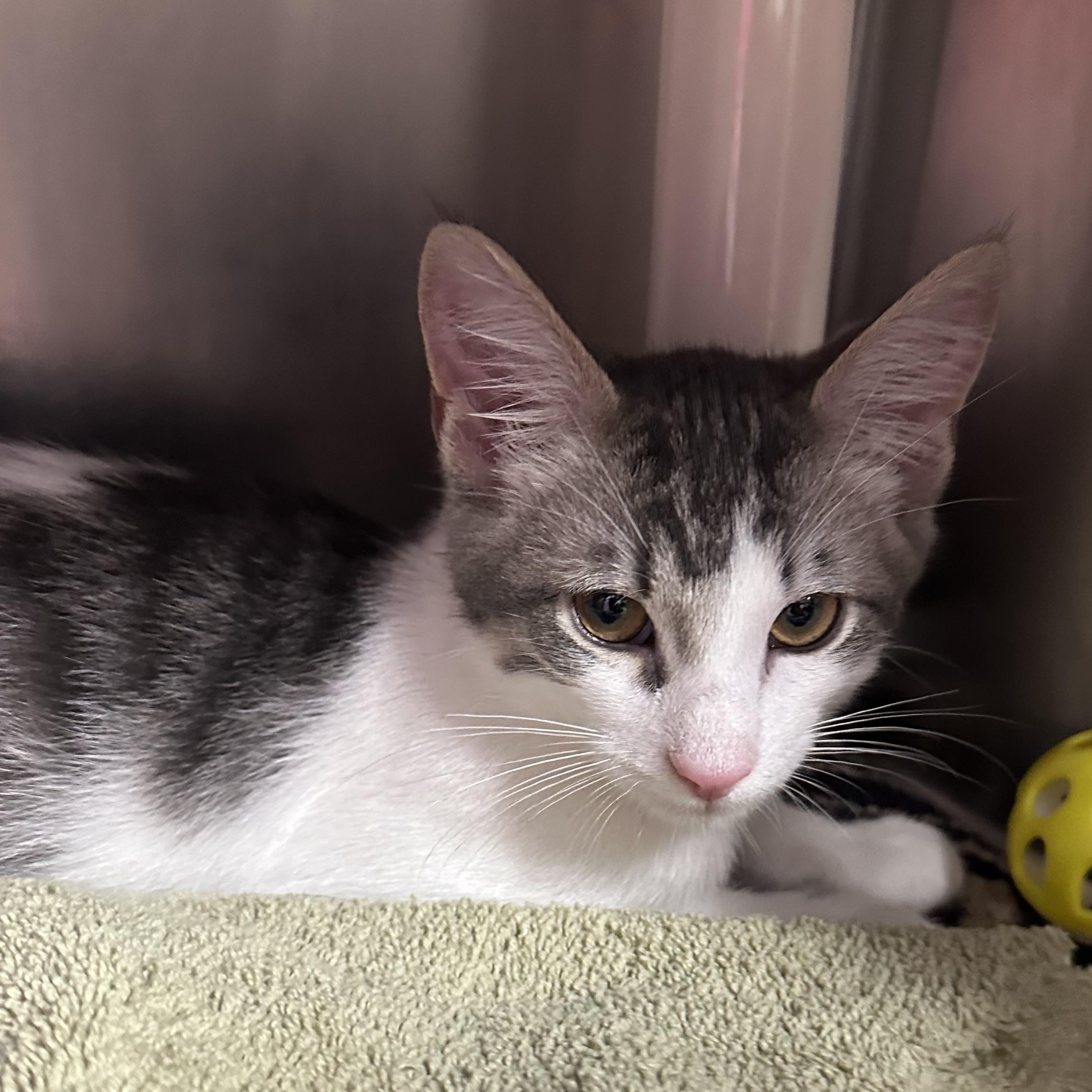 Enlarge Holly & Hugo, an adopted Domestic Short Hair in Clifton, NJ image 4/5