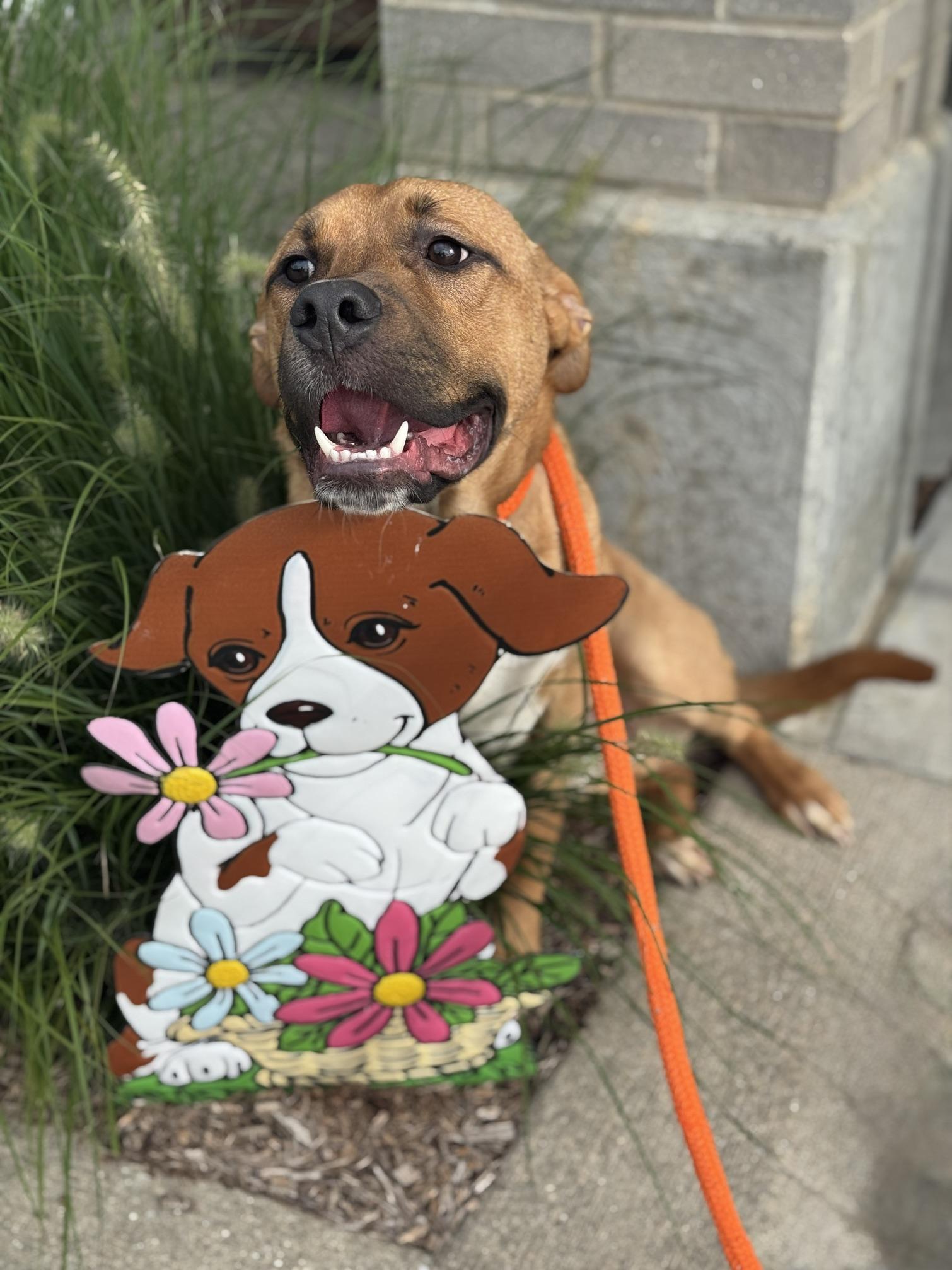 Enlarge Cruz, a Adoptable mixed breed in Benton Harbor, MI image 1/6