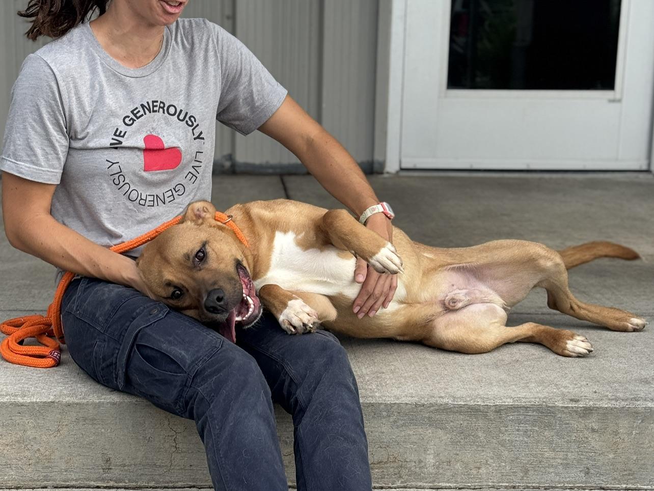Enlarge Cruz, a Adoptable mixed breed in Benton Harbor, MI image 4/6