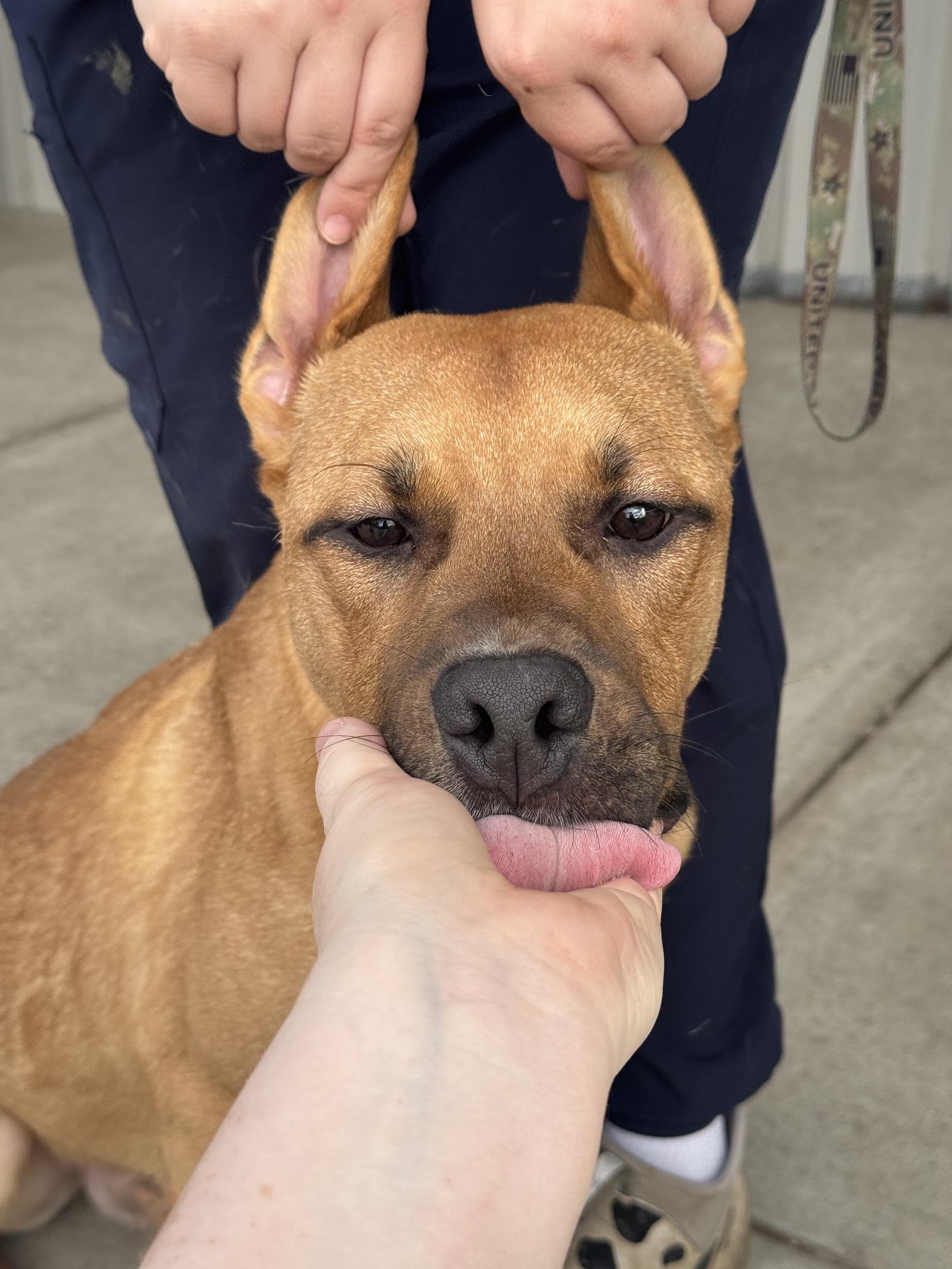 Enlarge Cruz, a Adoptable mixed breed in Benton Harbor, MI image 3/6