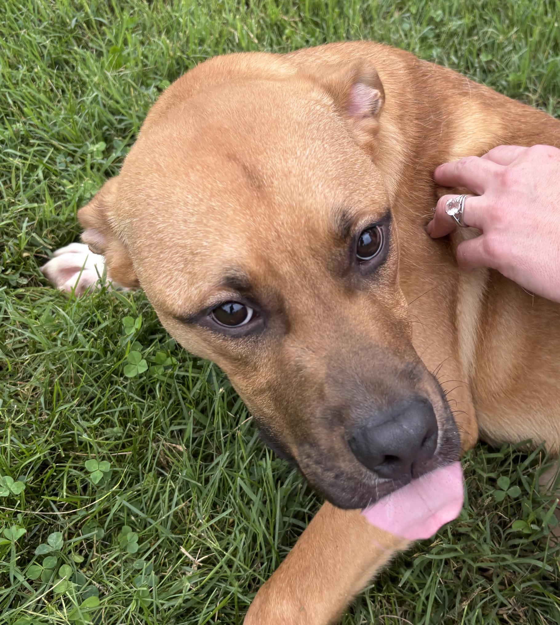 Enlarge Cruz, a Adoptable mixed breed in Benton Harbor, MI image 2/6