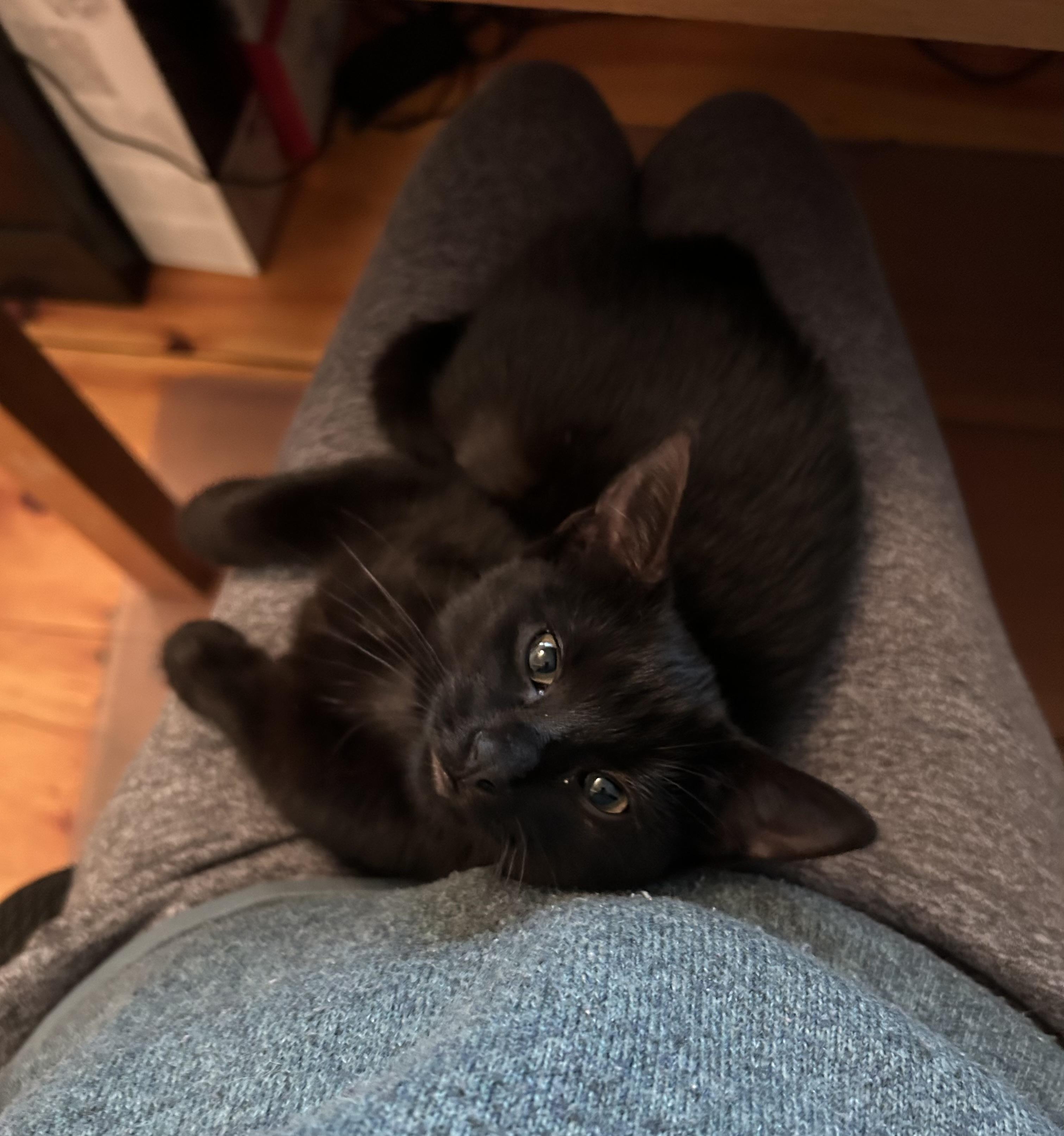 Kiwi, an adoptable Domestic Short Hair in Topsham, ME, 04086 | Photo Image 3