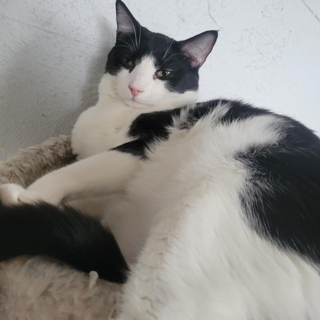 Enlarge Conway Kitty, a Adoptable Domestic Short Hair in Portage, MI image 2/3