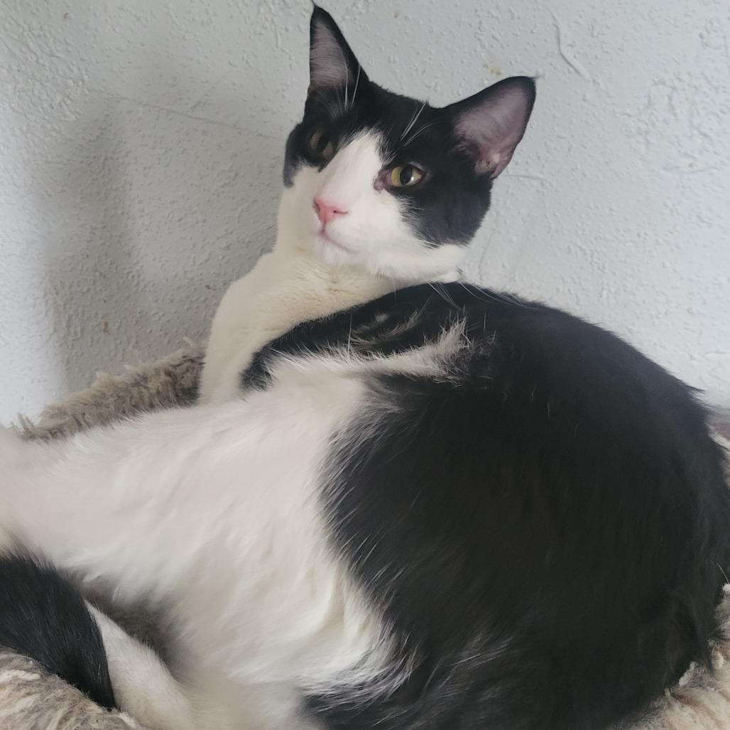 Enlarge Conway Kitty, a Adoptable Domestic Short Hair in Portage, MI image 3/3