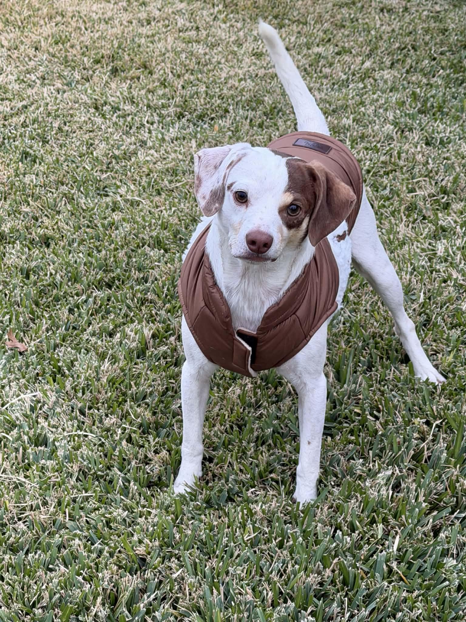 Enlarge Bean, an adoption pending mixed breed in Temple, TX image 2/3