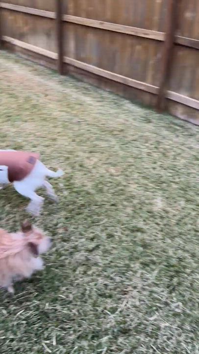 Enlarge Bean, an adoption pending mixed breed in Temple, TX video 3/3