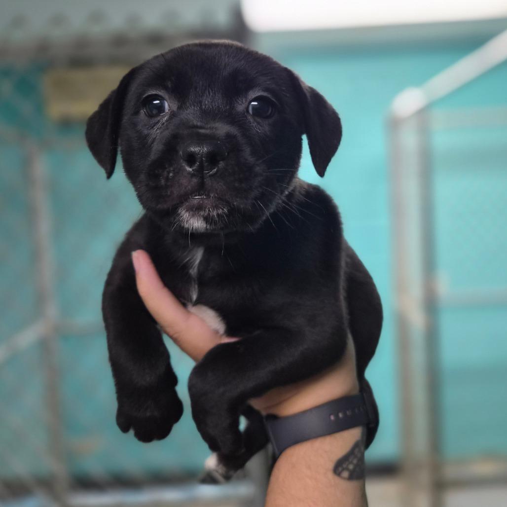Enlarge McDouble, a Adoptable mixed breed in Wahiawa, HI image 1/2