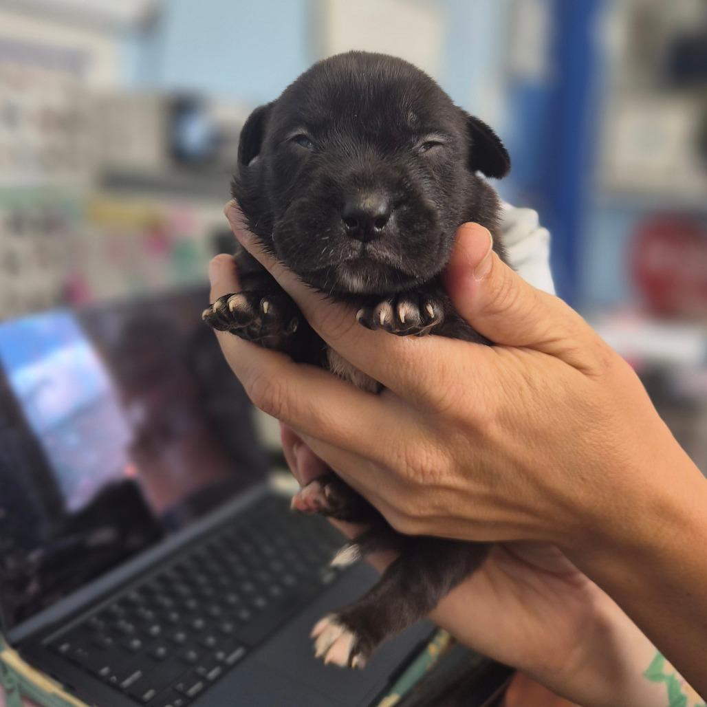 Enlarge McDouble, a Adoptable mixed breed in Wahiawa, HI image 2/2