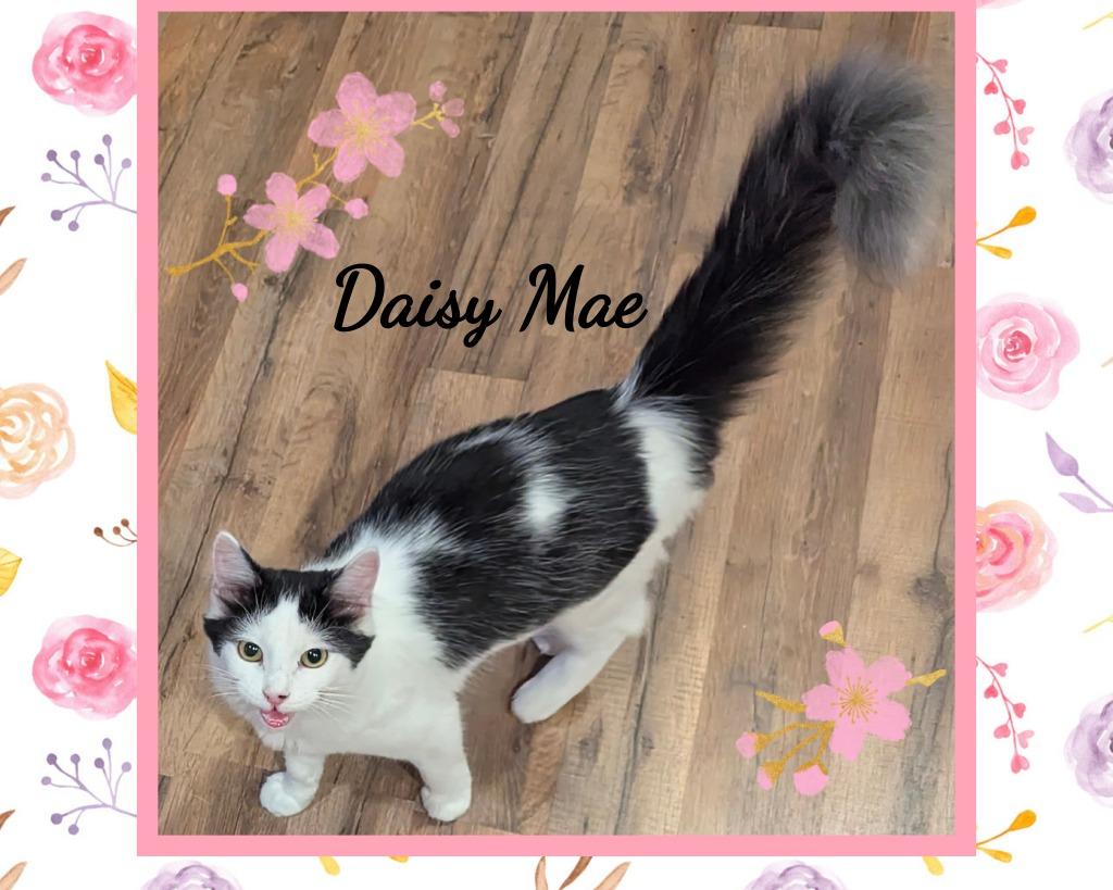 Enlarge Daisy Mae, a Adoptable mixed breed in Grovetown, GA image 1/1