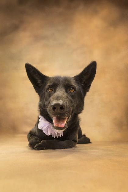 Enlarge Layla, a Adoptable mixed breed in Seagoville, TX image 1/3