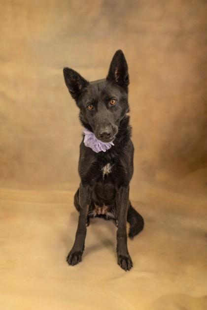 Enlarge Layla, a Adoptable mixed breed in Seagoville, TX image 2/3