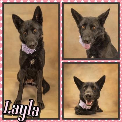 Enlarge Layla, a Adoptable mixed breed in Seagoville, TX image 3/3