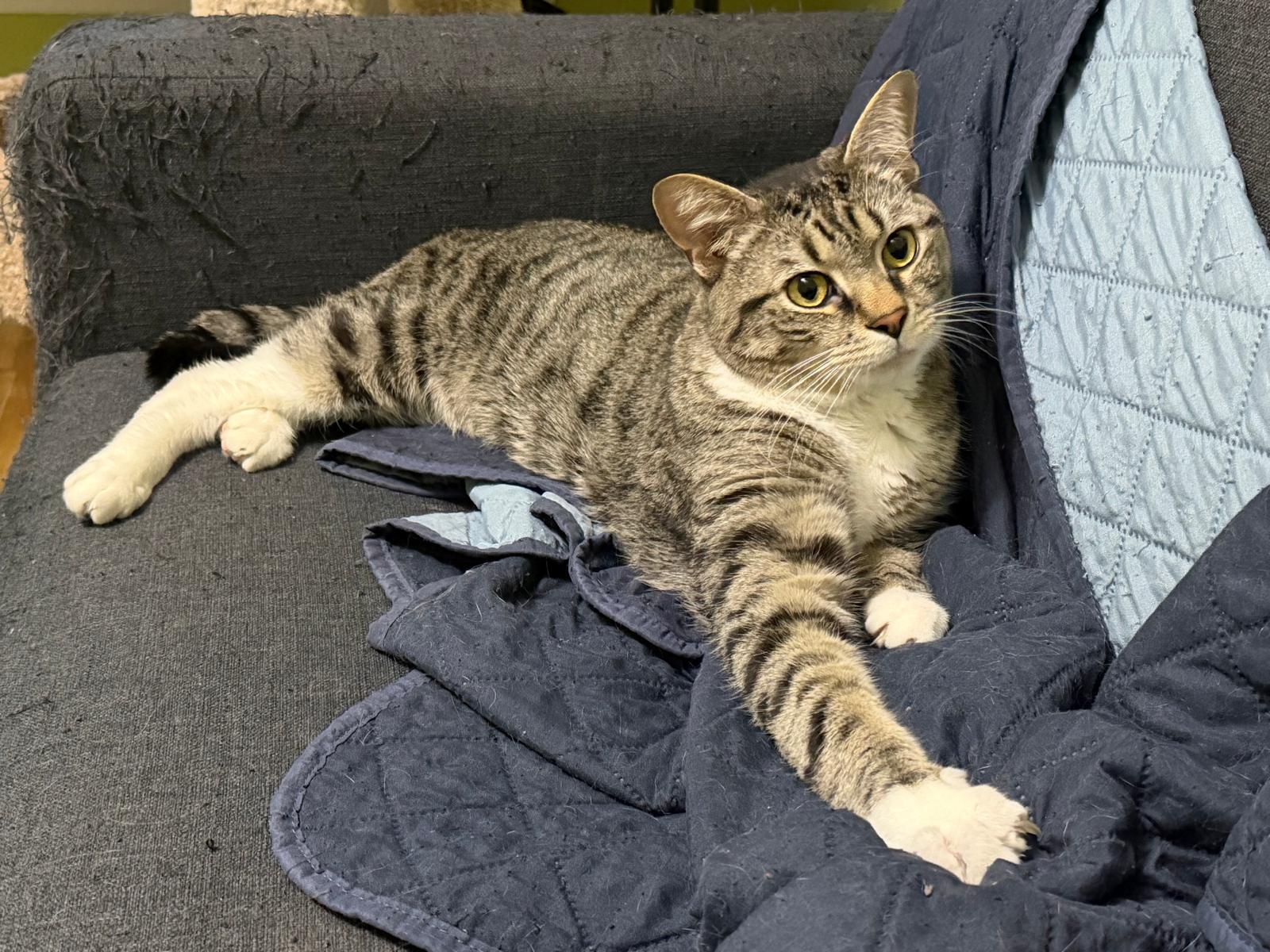 Enlarge Harper (F) and Bohmer (M), a ADOPTABLE Domestic Short Hair in Leesburg, VA image 3/5