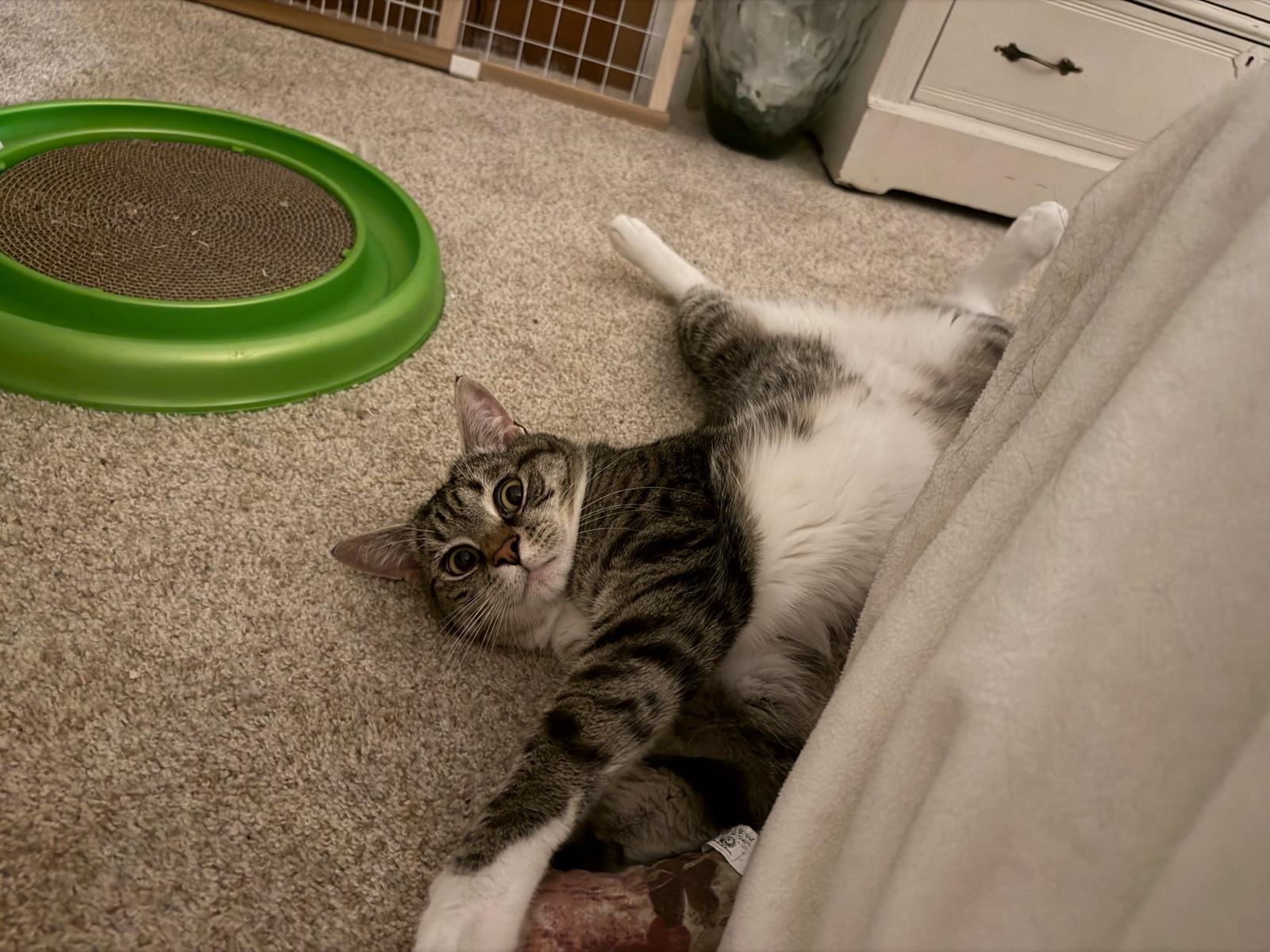 Enlarge Harper (F) and Bohmer (M), a ADOPTABLE Domestic Short Hair in Leesburg, VA image 2/5