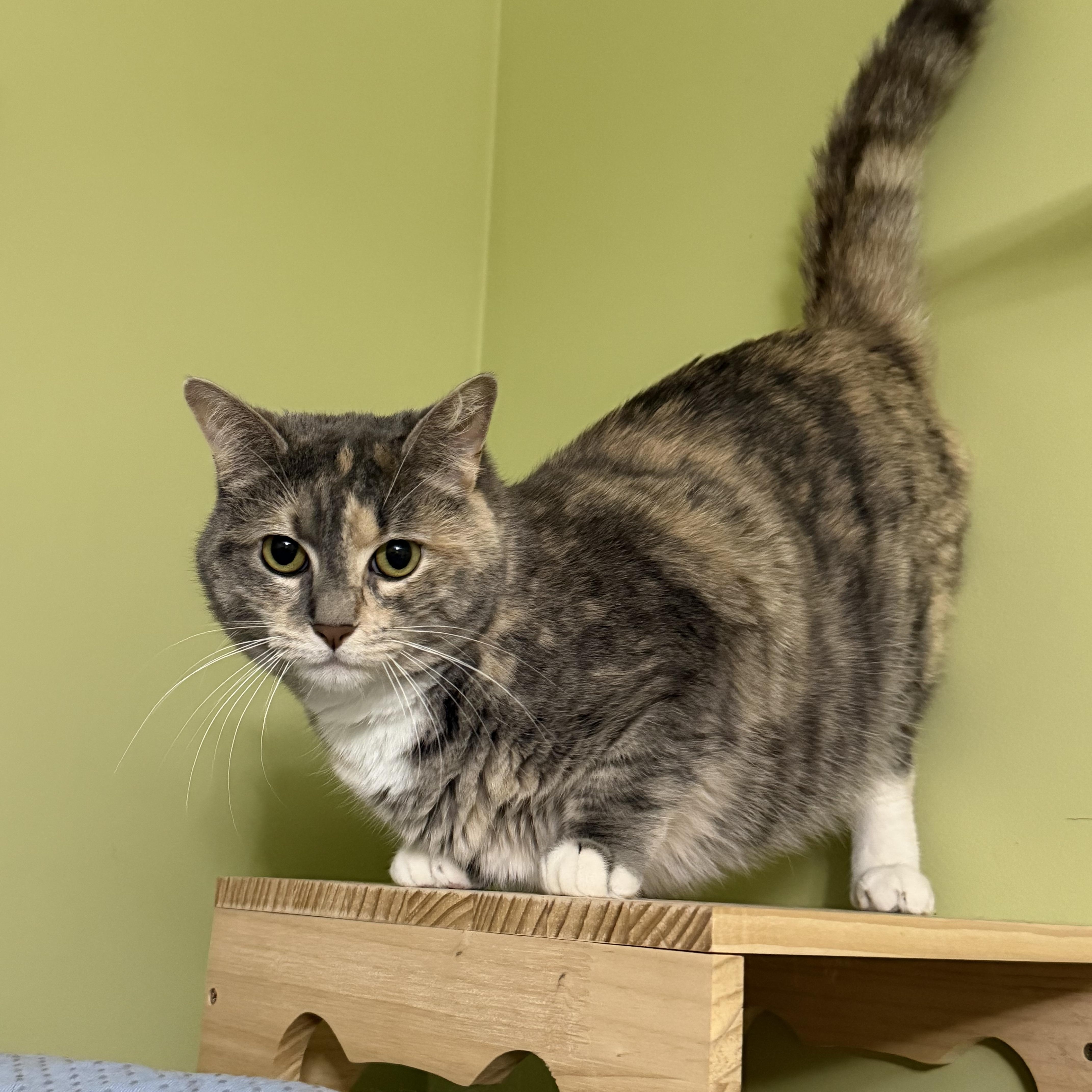 Harper (F), a ADOPTABLE Domestic Short Hair in Leesburg, VA image 2/4