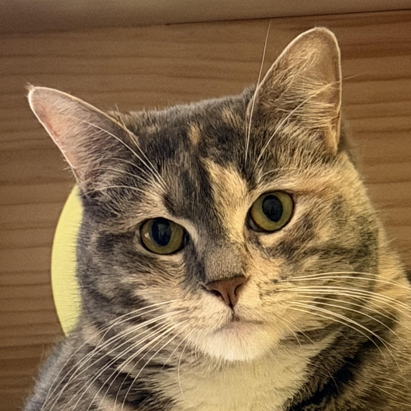 Harper (F), a ADOPTABLE Domestic Short Hair in Leesburg, VA image 3/4