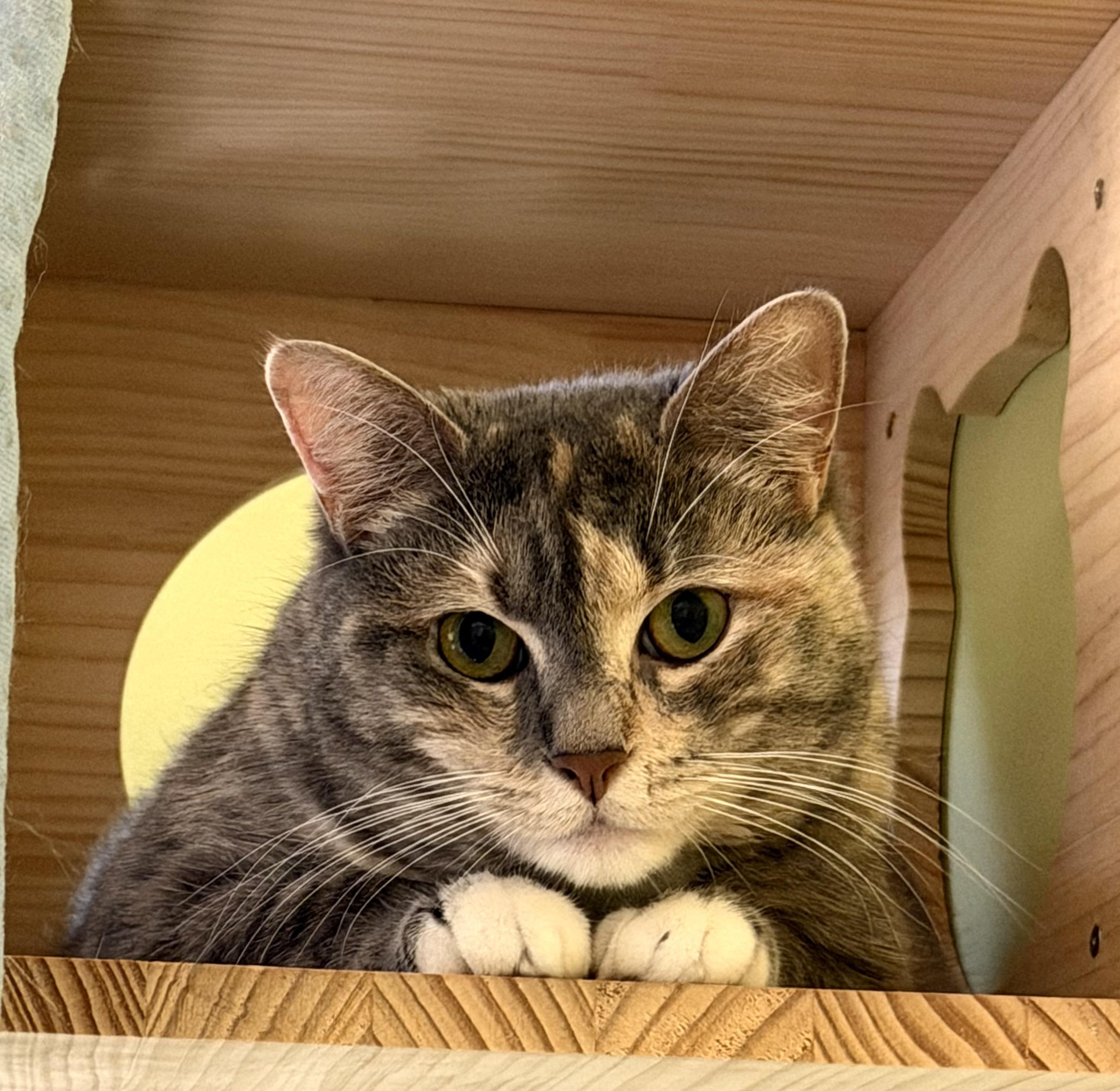 Harper (F), ADOPTABLE, Adult Female Domestic Short Hair.