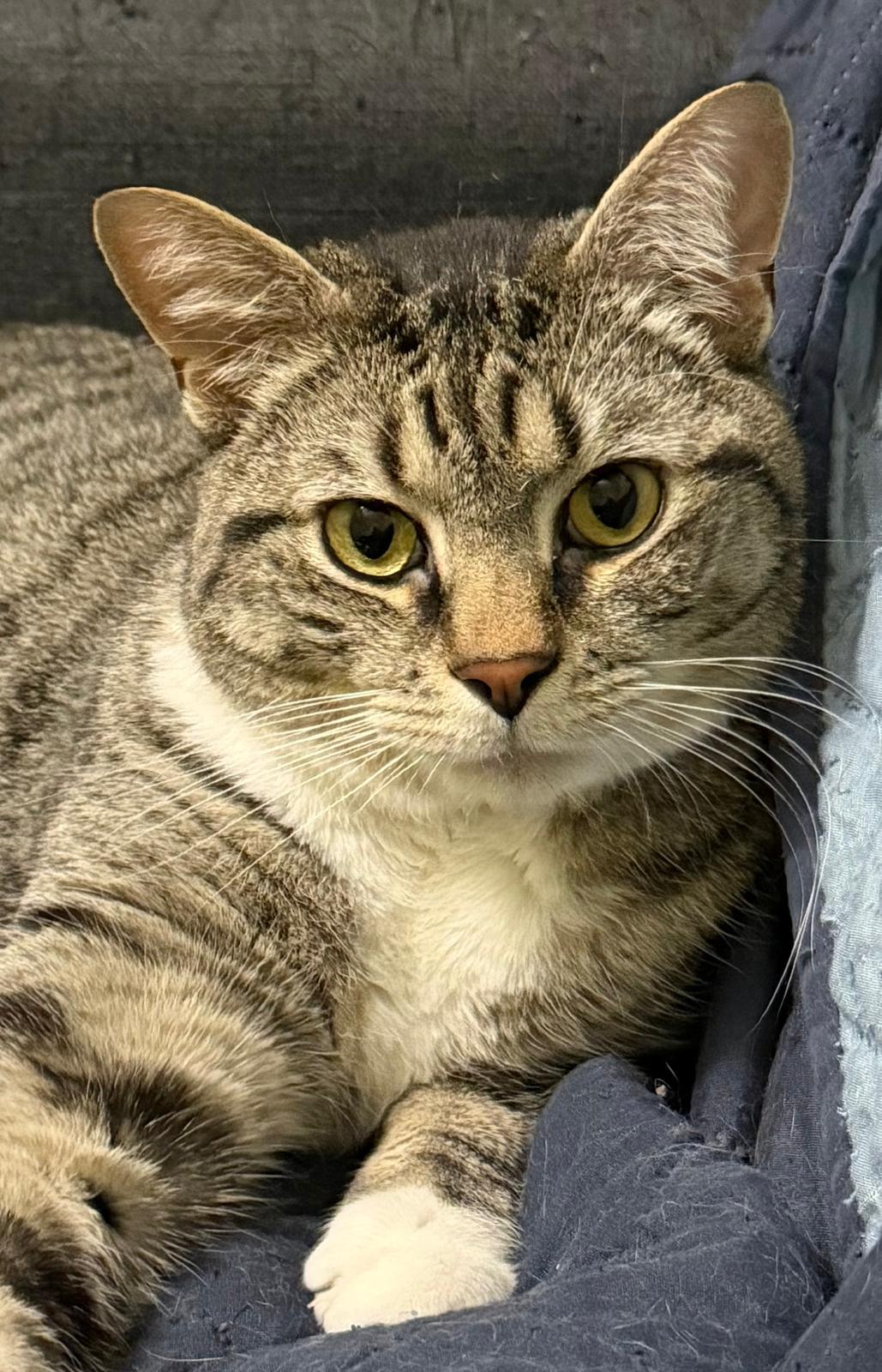 Harper (F) and Bohmer (M), ADOPTABLE, Adult Male Domestic Short Hair.