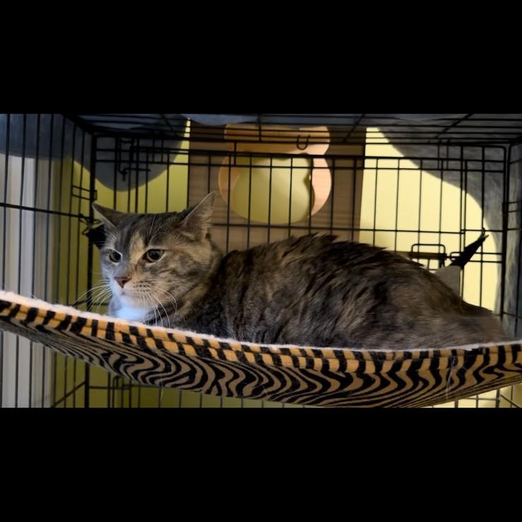 Enlarge Harper (F) and Bohmer (M), a ADOPTABLE Domestic Short Hair in Leesburg, VA image 4/5