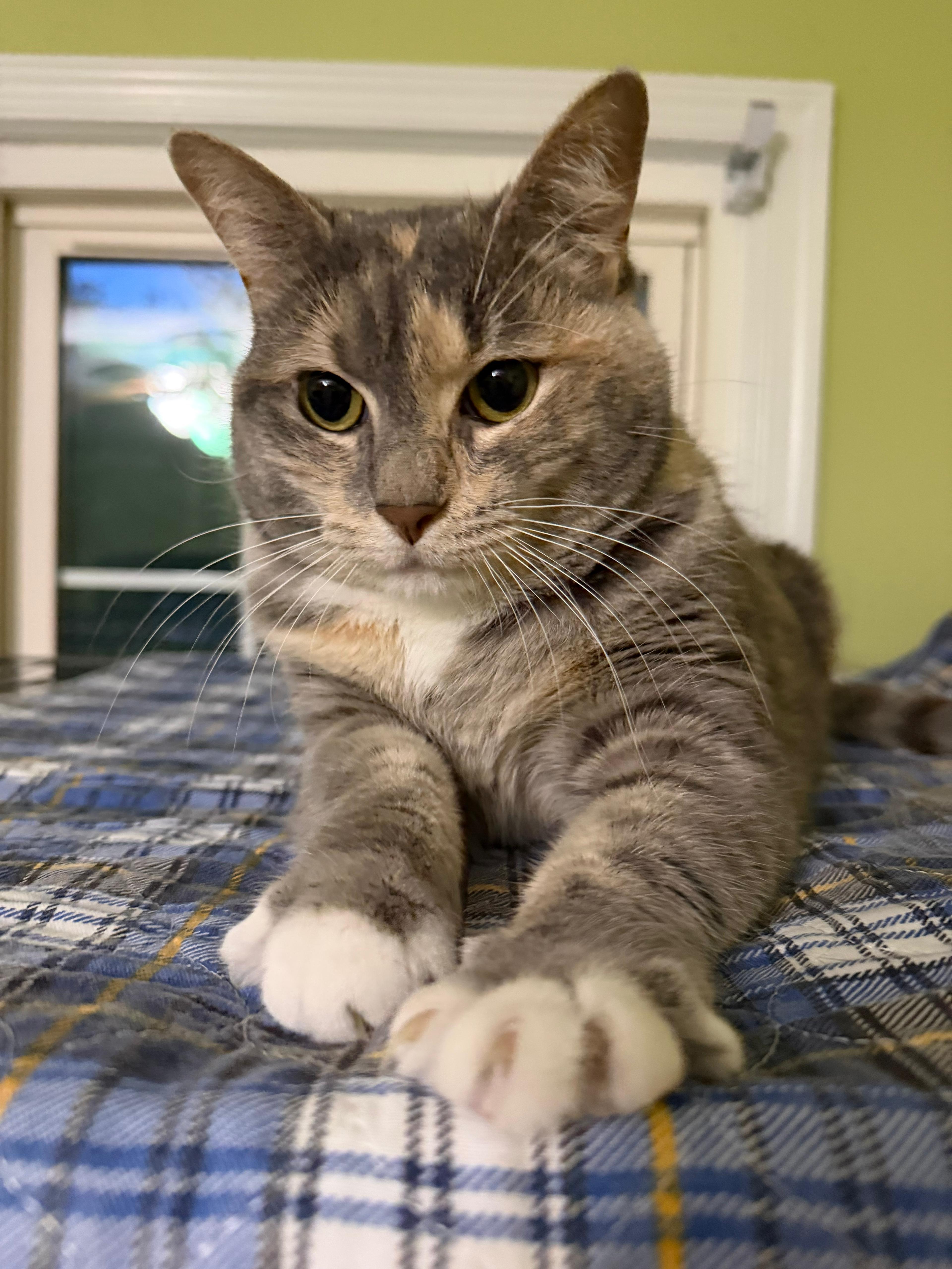 Enlarge Harper (F) and Bohmer (M), a ADOPTABLE Domestic Short Hair in Leesburg, VA image 5/5