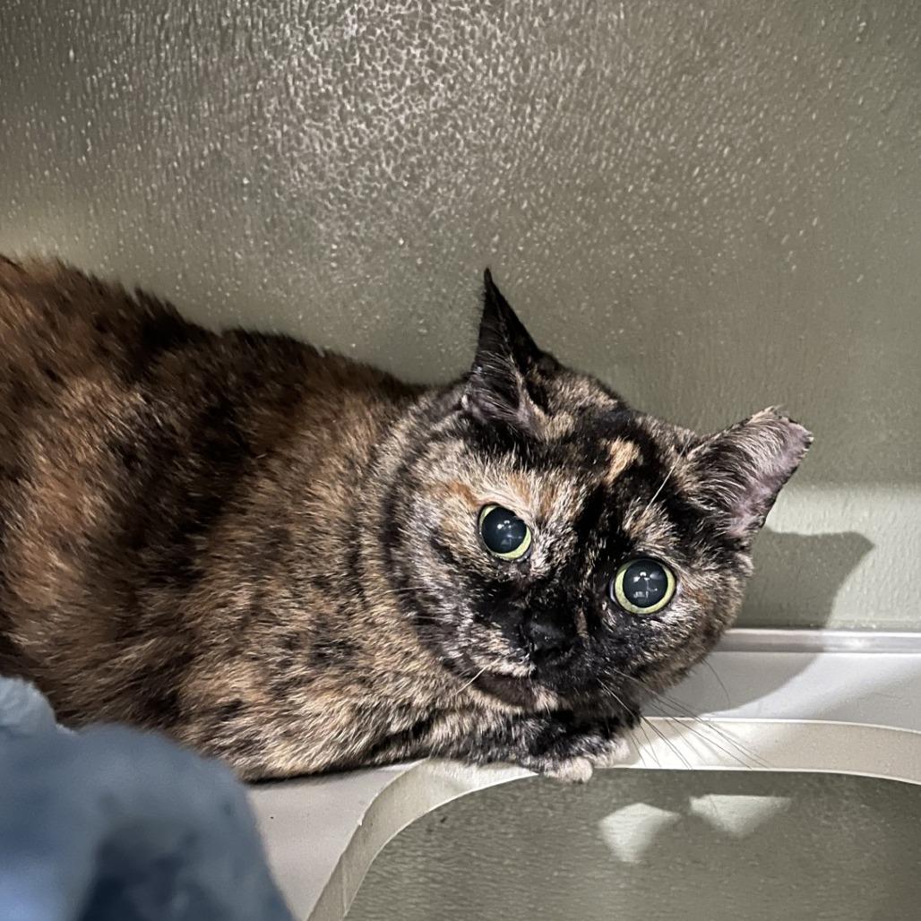 Turtle, Adoptable, Senior Female Domestic Short Hair.
