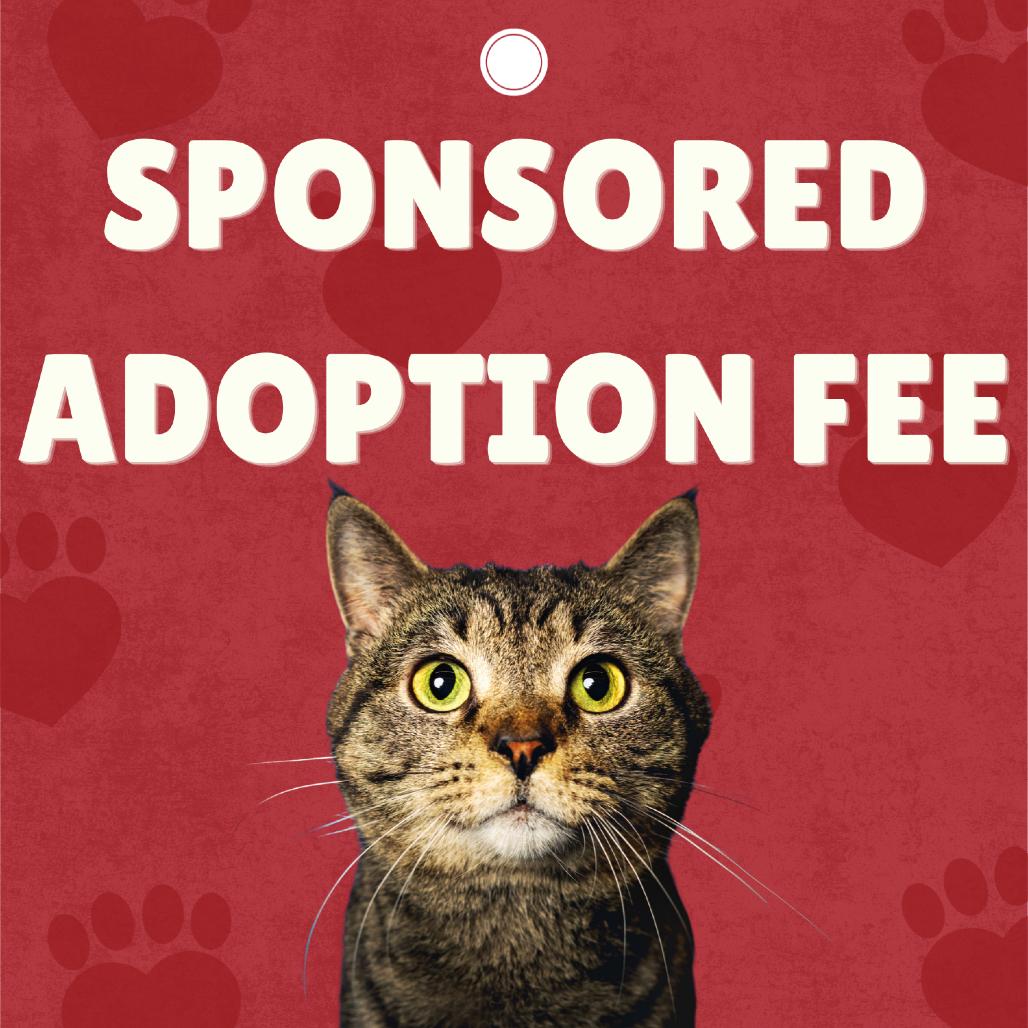 Enlarge Turtle, a Adoptable Domestic Short Hair in Winston-Salem, NC image 3/4