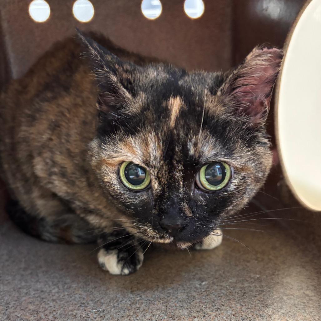 Enlarge Turtle, a Adoptable Domestic Short Hair in Winston-Salem, NC image 4/4