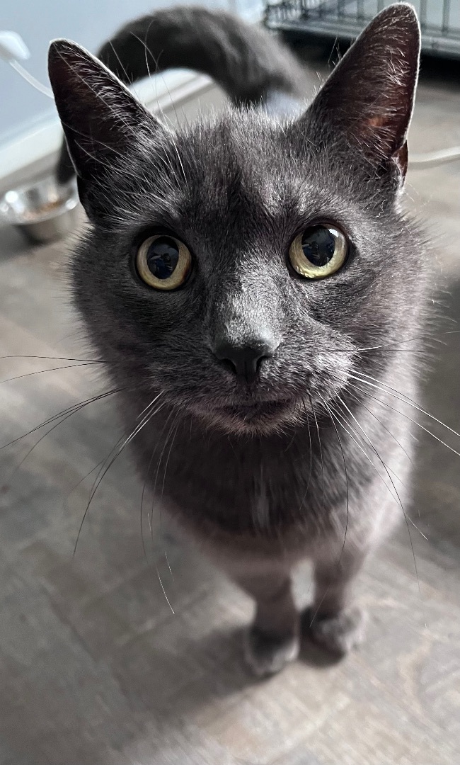 Smokie , Adopted, Adult Female Domestic Short Hair.