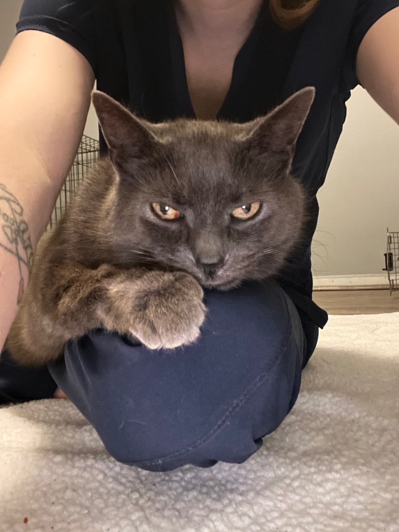 Enlarge Smokie , a Adopted Domestic Short Hair in Austintown, OH image 2/5