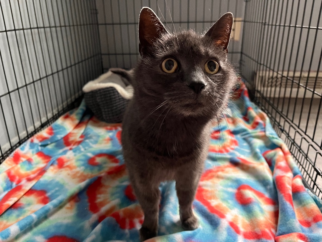 Enlarge Smokie , a Adopted Domestic Short Hair in Austintown, OH image 3/5