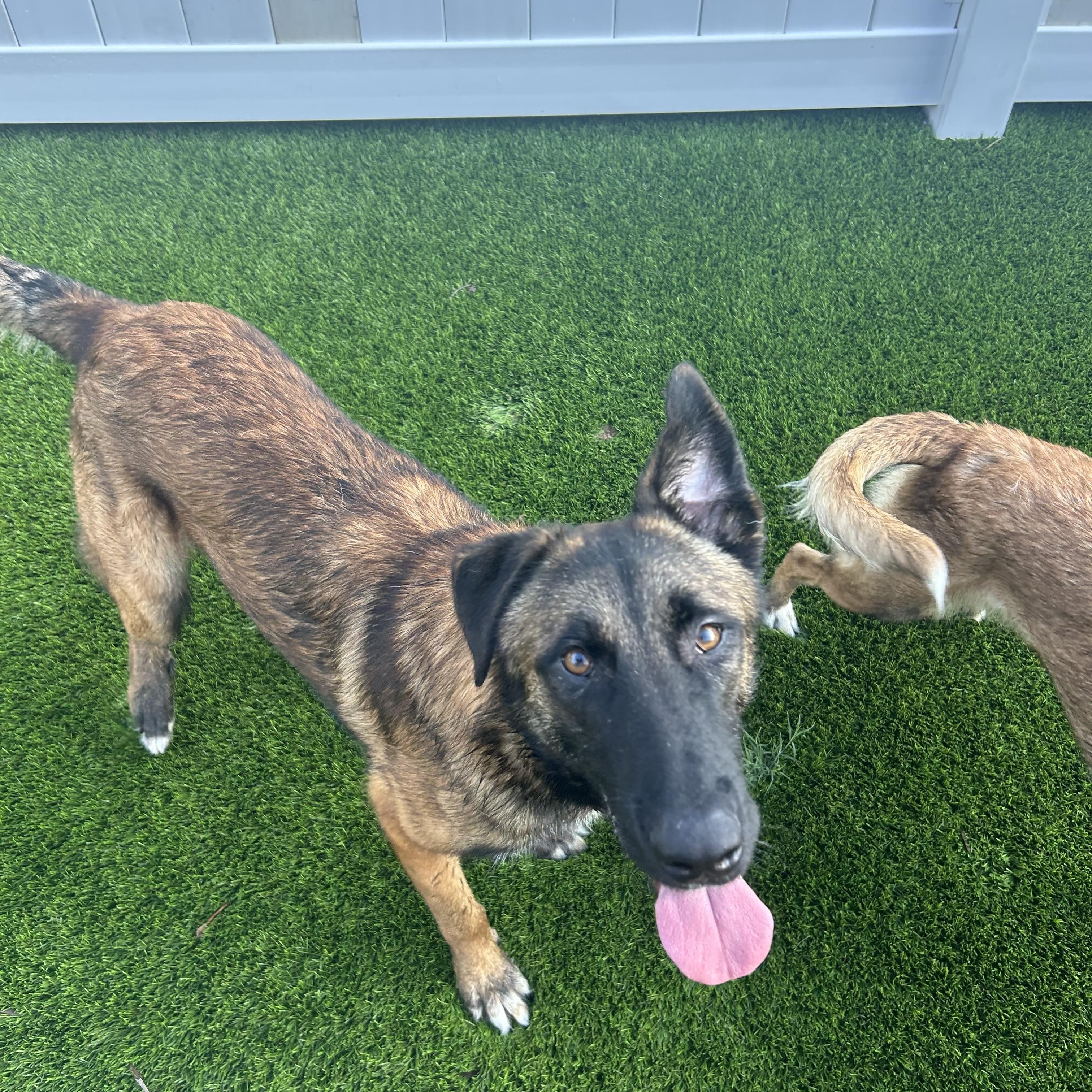Enlarge Rufus, an adoptable mixed breed in Maitland, FL image 2/6
