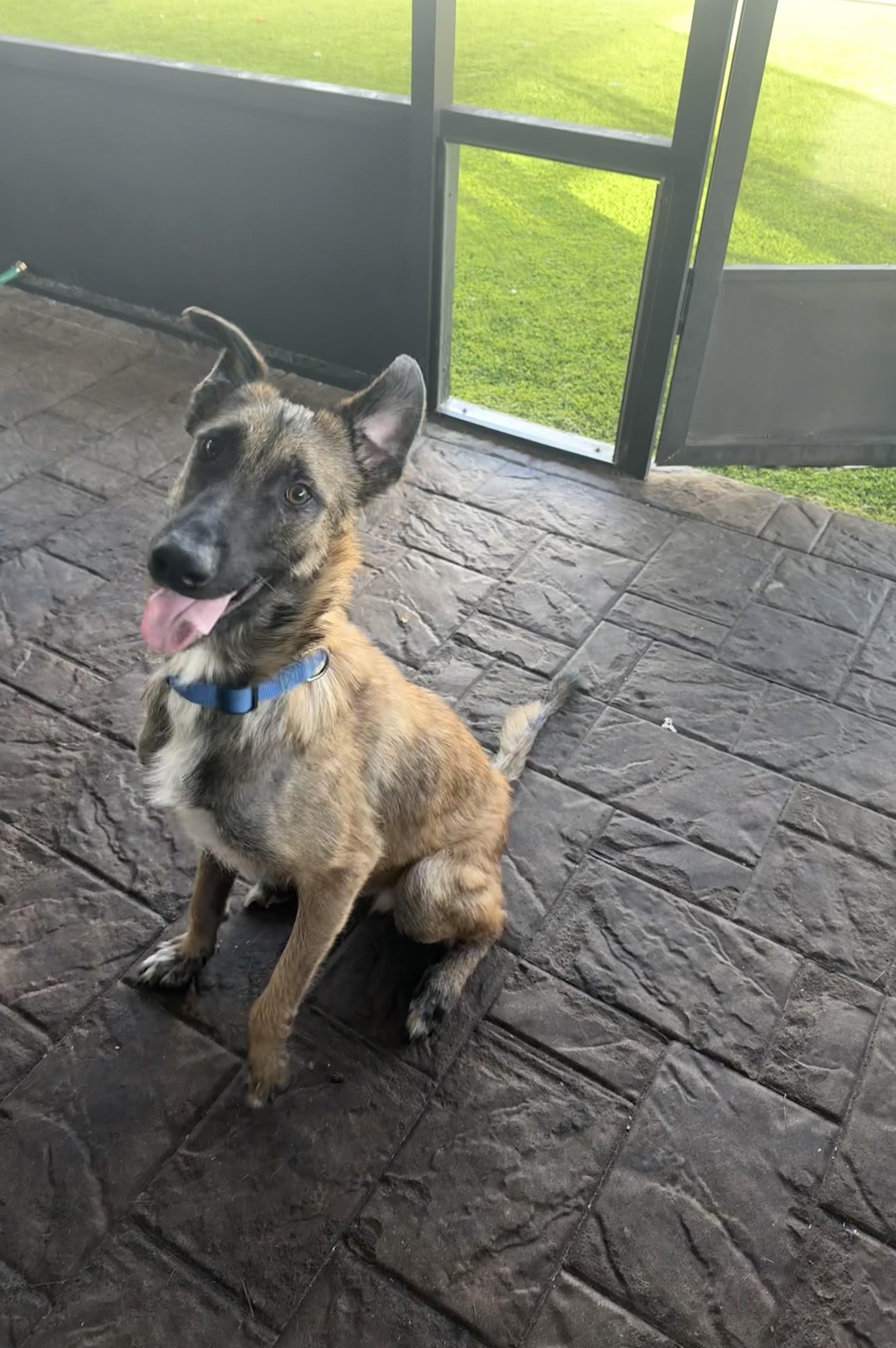 Enlarge Rufus, an adoptable mixed breed in Maitland, FL image 4/4