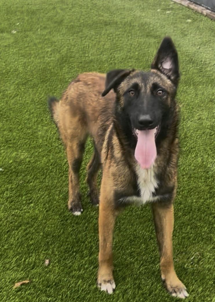 Rufus, an adoptable mixed breed in Maitland, FL image 2/6