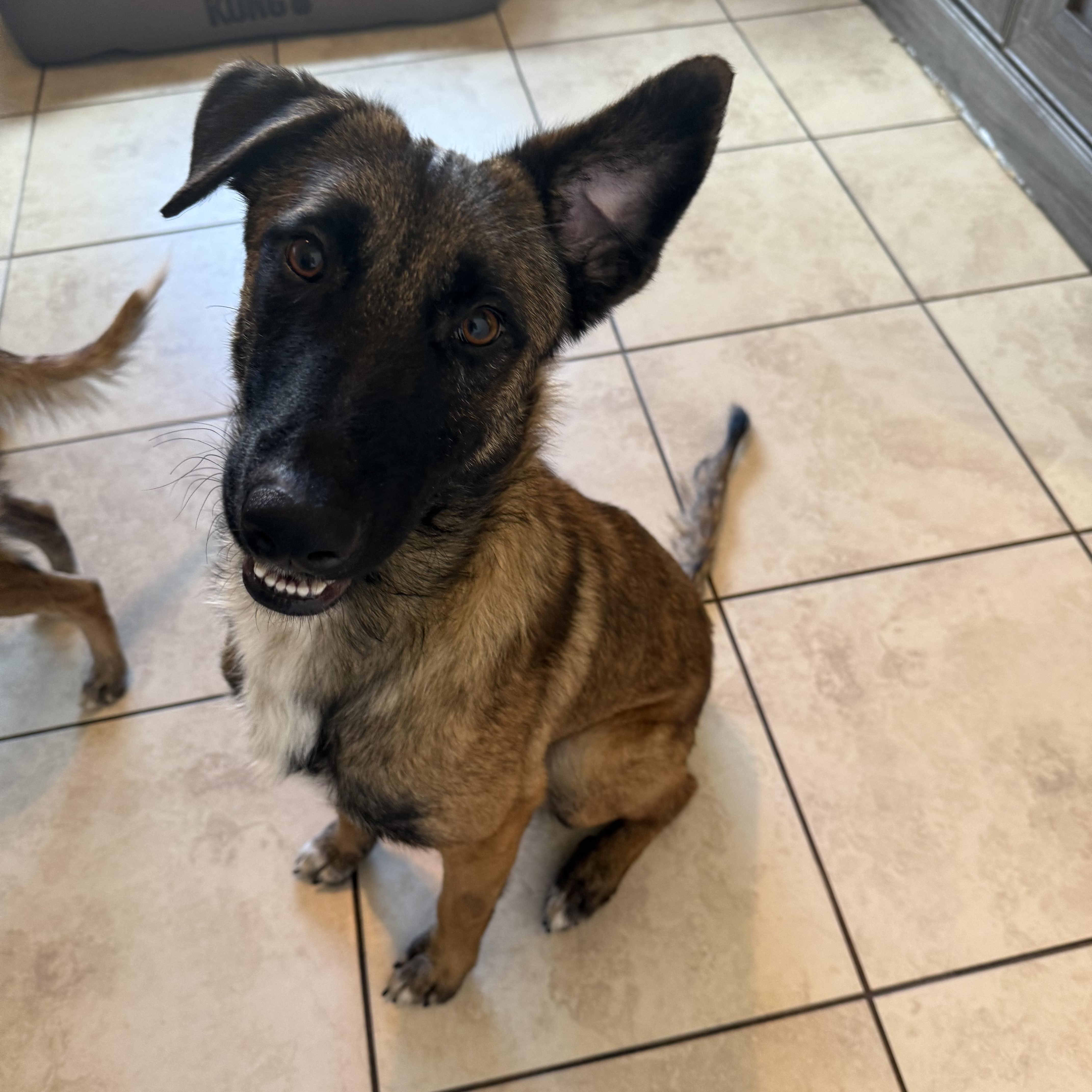 Enlarge Rufus, an adoptable mixed breed in Maitland, FL image 1/4