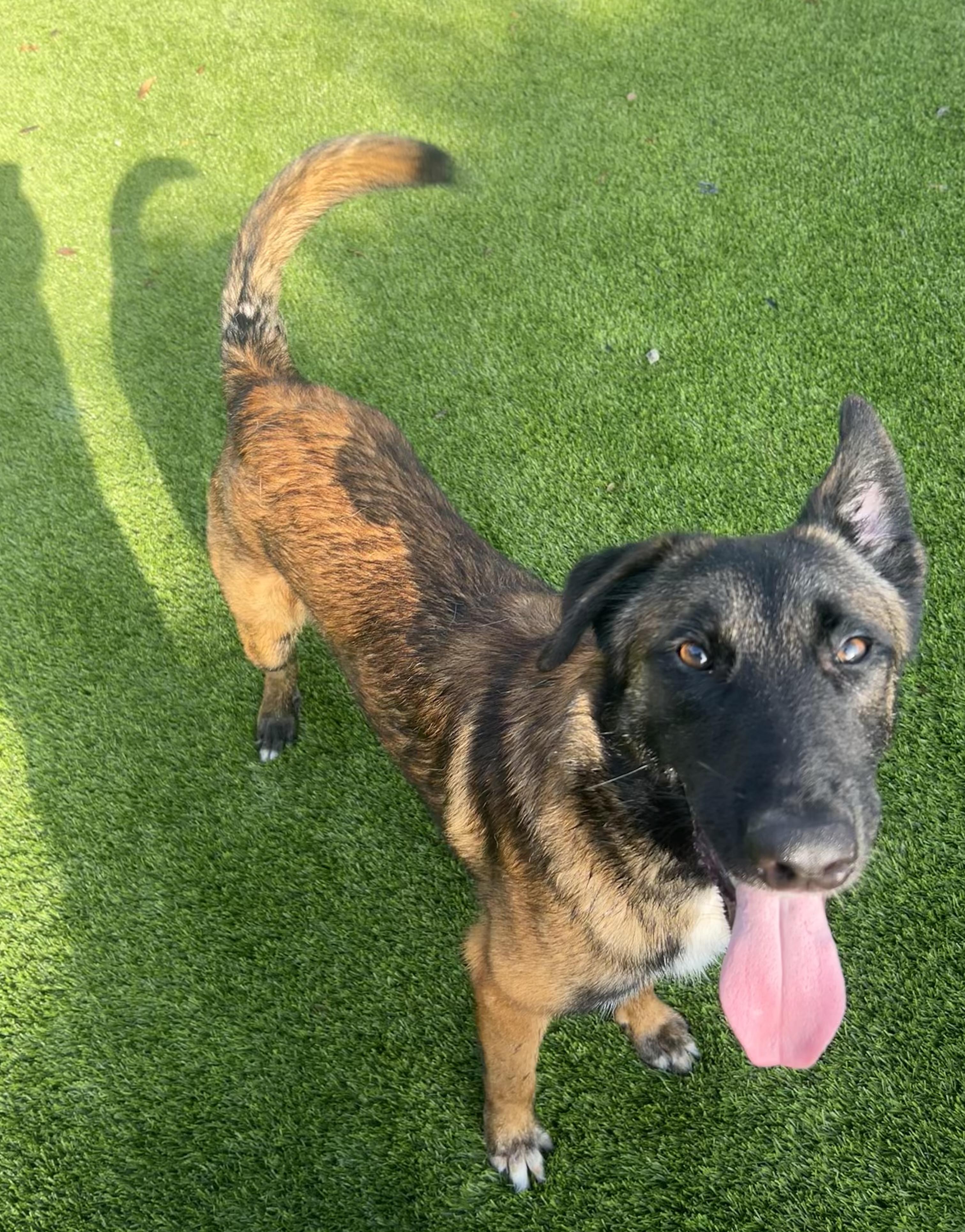 Rufus, adoptable, Young Male Belgian Shepherd / Malinois & German Shepherd Dog.