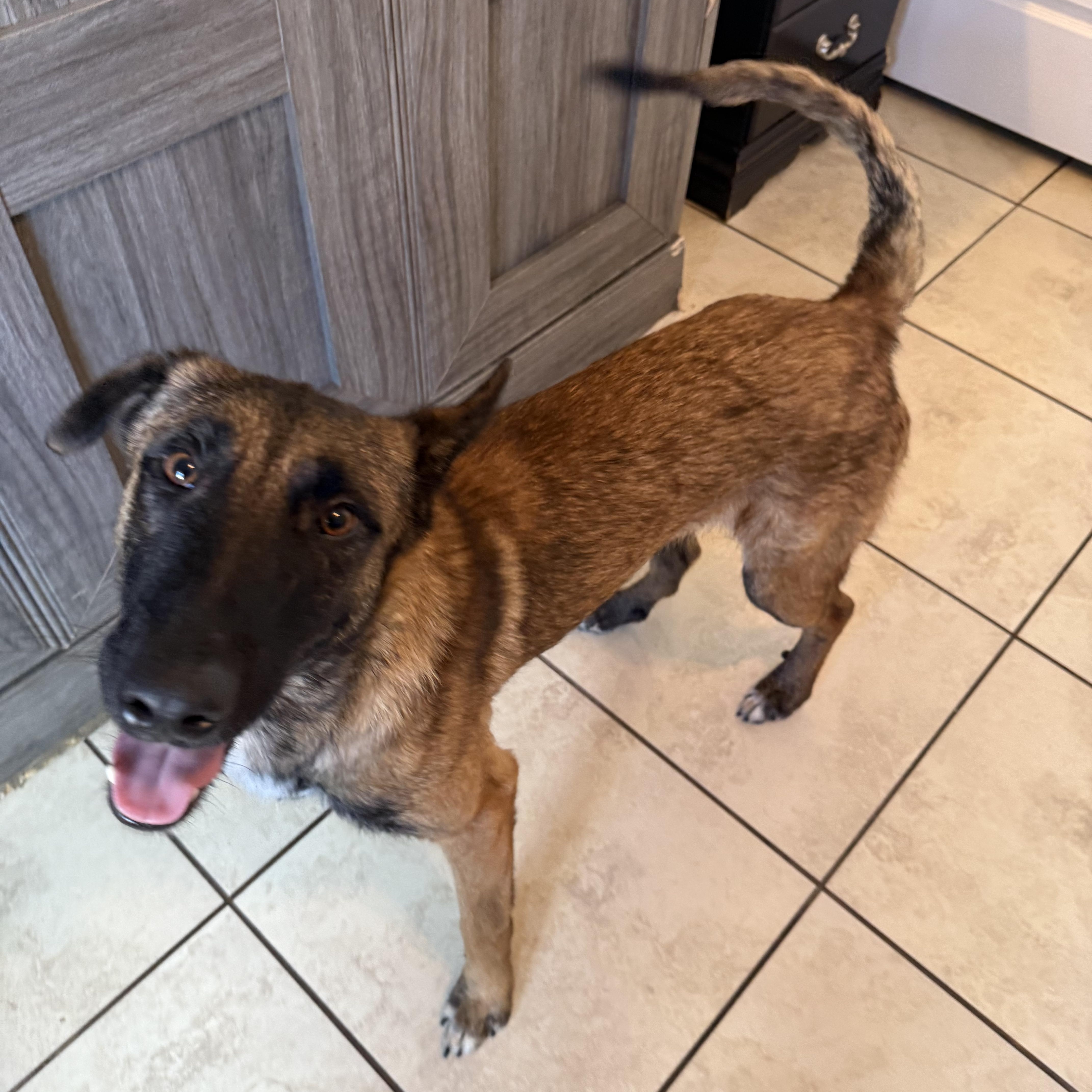 Enlarge Rufus, an adoptable mixed breed in Maitland, FL image 2/4