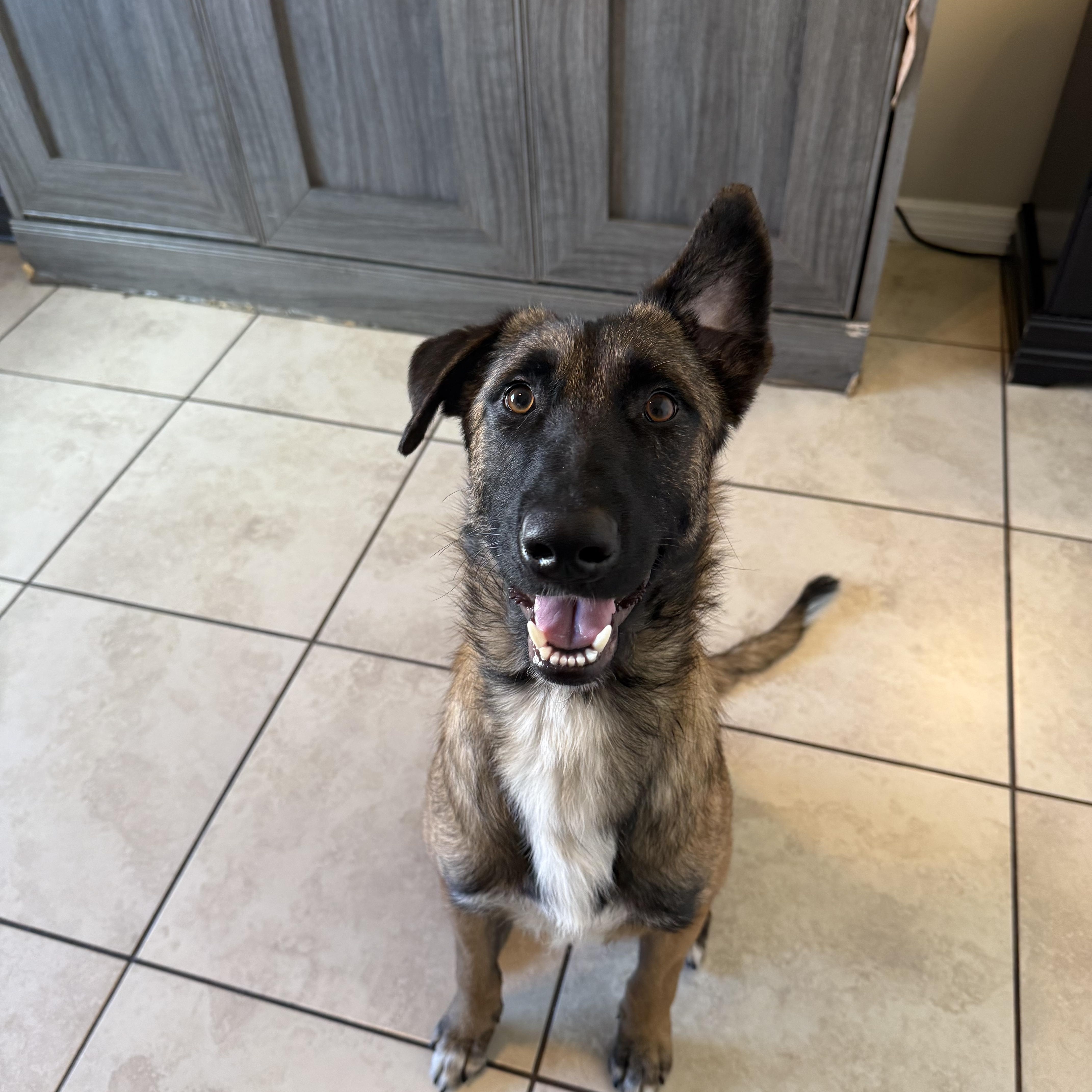 Enlarge Rufus, an adoptable mixed breed in Maitland, FL image 3/4