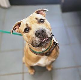 Jay, a ADOPTABLE mixed breed in Nashville, TN image 2/2