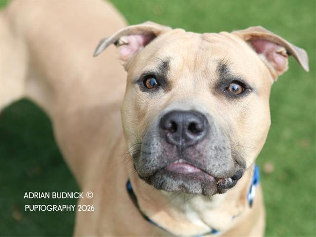 Jay, a ADOPTABLE mixed breed in Nashville, TN image 1/2