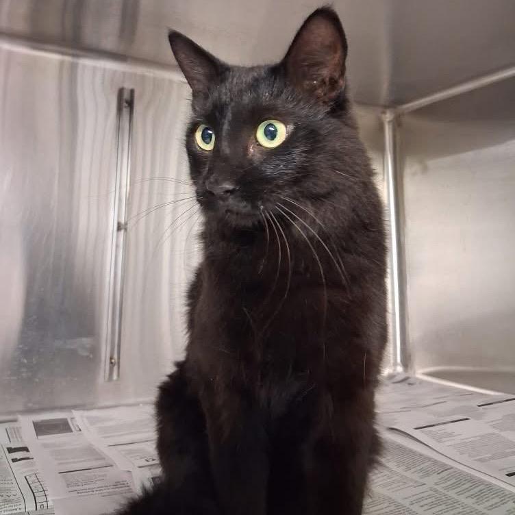 Crescent, Adoptable, Adult Female Domestic Short Hair.