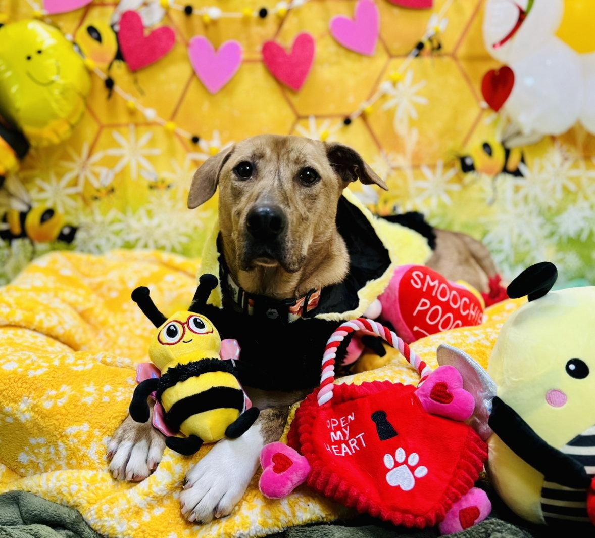 Enlarge Mojo Jojo (Foster Animal), a Adoptable Hound in Sanford, NC image 2/3