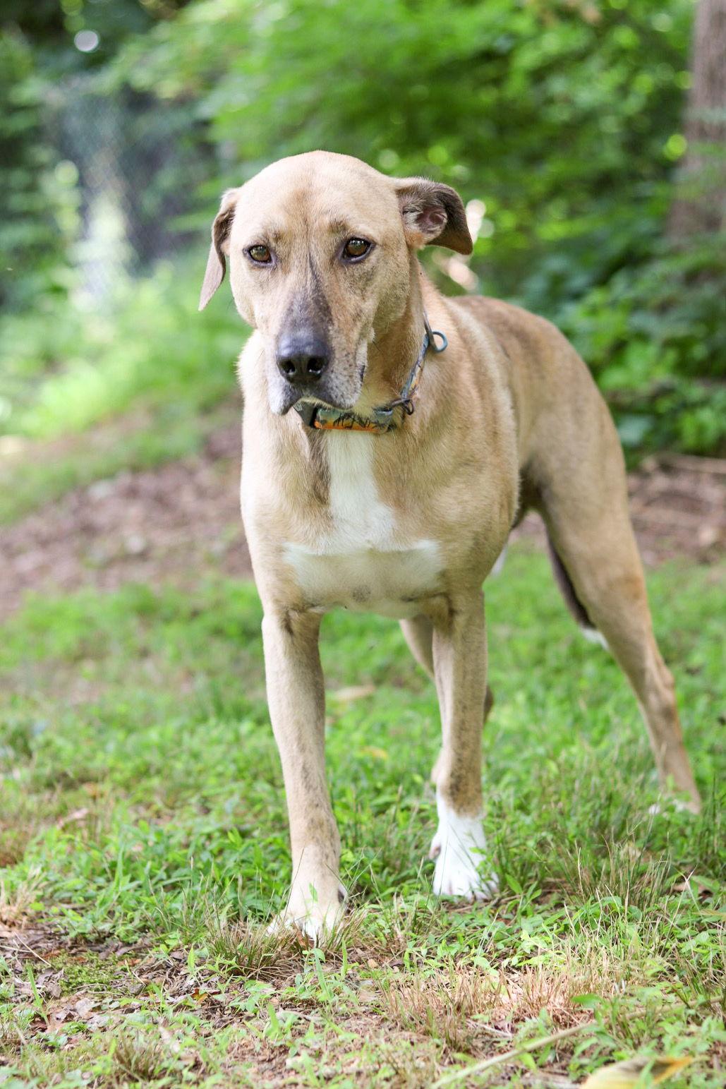 Enlarge Mojo Jojo (Foster Animal), a Adoptable Hound in Sanford, NC image 2/3