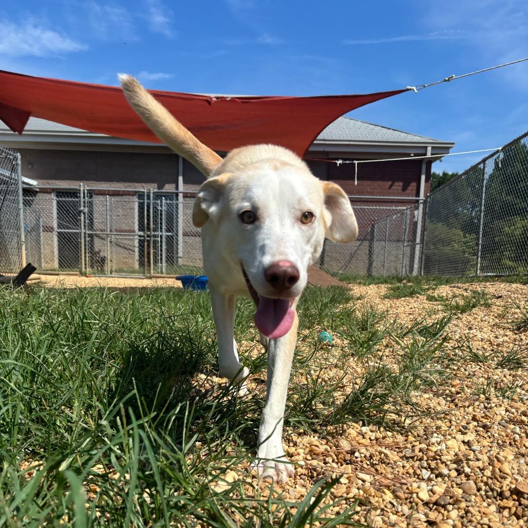 Enlarge Mater, a Adoptable mixed breed in Calverton, NY image 1/6