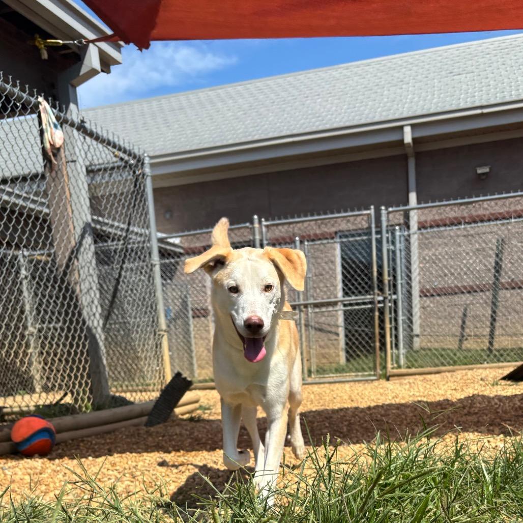 Enlarge Mater, a Adoptable mixed breed in Calverton, NY image 2/6